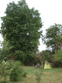 location under the trees