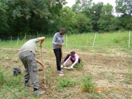 travail dans le potager