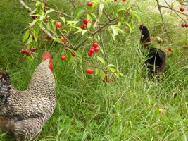 les poules et coq dans le potager