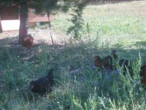 les poules